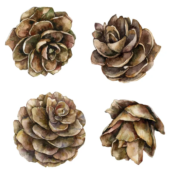 Watercolor Christmas set of pine cones. Hand painted holiday elements with winter plants isolated on white background. Floral illustration for design, print, fabric or background