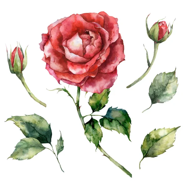 Watercolor Christmas Set Red Rose Bud Leaves Hand Painted Holiday — Stock Photo, Image