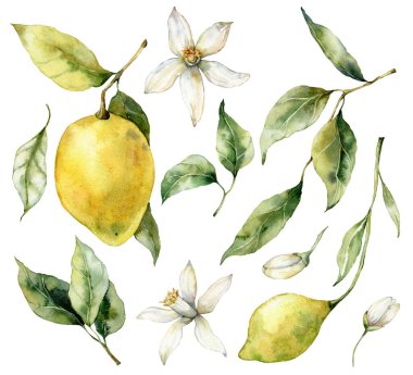 Watercolor tropical set of ripe lemons, flowers and leaves. Hand painted branch of fresh yellow fruits isolated on white background. Tasty food illustration for design, print, fabric or background