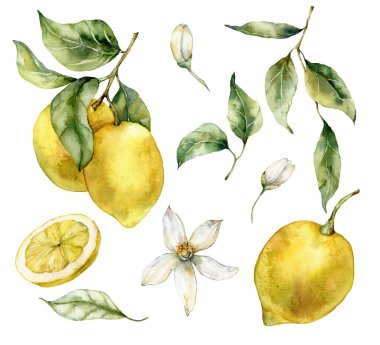 Watercolor tropical set of ripe lemons, leaves and flowers. Hand painted branch of fresh yellow fruits isolated on white background. Tasty food illustration for design, print, fabric or background