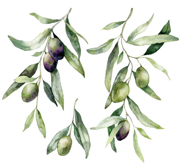Акварельный набор оливковых ветвей с черными и зелеными ягодами. Ручная роспись элементов природы изолированы на белом фоне. Растения иллюстрация для дизайна, печати, ткани или фона