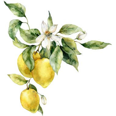 Watercolor tropical bouquet of ripe lemons, leaves and flowers. Hand painted branch of fresh yellow fruits isolated on white background. Tasty food illustration for design, print, fabric, background