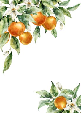 Watercolor tropical border of ripe oranges, leaves, buds and flowers. Hand painted branch of fresh fruits isolated on white background. Tasty food illustration for design, print, fabric, background