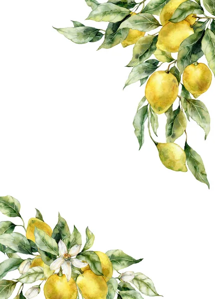 Watercolor tropical border of ripe lemons, flowers and leaves. Hand painted branch of fresh yellow fruits isolated on white background. Tasty food illustration for design, print, fabric or background