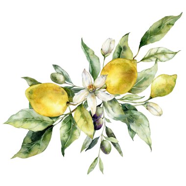 Watercolor tropical bouquet of ripe lemons, olives, flowers and leaves. Hand painted branch of fresh fruits isolated on white background. Tasty food illustration for design, print, fabric, background