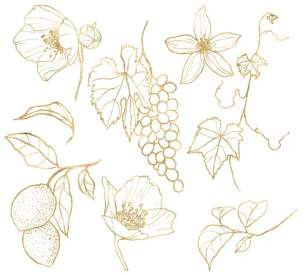 ゴールドレモン オレンジ ブドウ ジャスミンと葉の水彩ラインアートセット 白い背景に孤立した花や果物の手描きの枝 デザイン 背景のためのイラスト — ストック写真