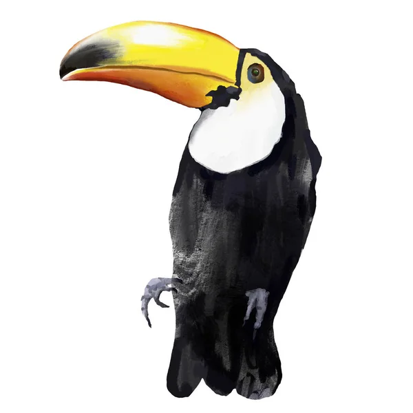 Toucan Tropical Acrylique Carte Oiseau Dessinée Main Illustration Isolée Sur — Photo