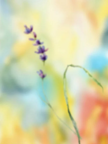 Akvarel Gradient Složení Květin Ručně Malované Letní Levandule Izolované Gradientním — Stock fotografie