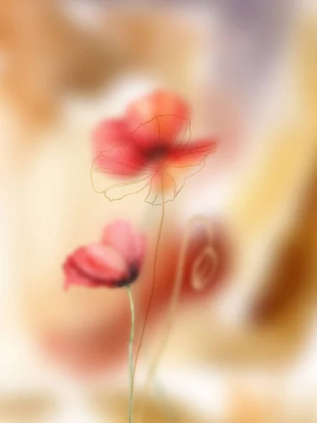 Σύνθεση Παπαρούνας Διαβάθμισης Υδατογραφίας Χειροποίητα Καλοκαιρινά Λουλούδια Απομονωμένα Κλιμακωτό Φόντο — Φωτογραφία Αρχείου