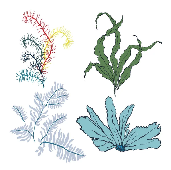 水底植物的向量集 手绘层压板和任何在白色背景上分离的海藻 面料或背景 — 图库矢量图片