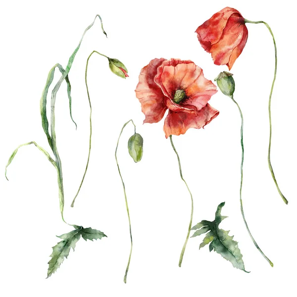 Akvarel Luční Květinové Sady Máku Listí Ručně Malované Květinové Prvky — Stock fotografie