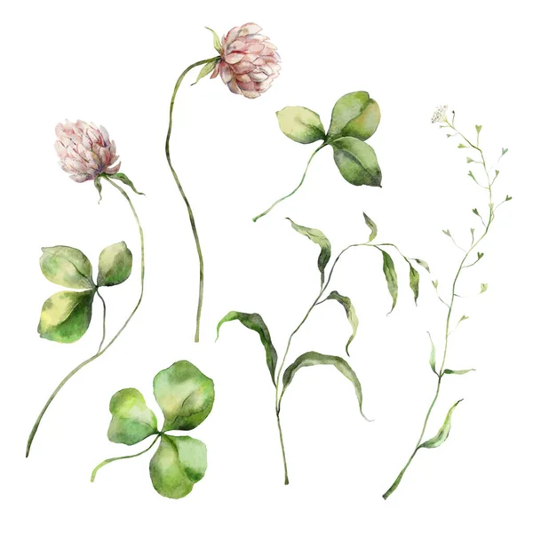 Aquarell Wiesenblumen Aus Klee Und Blättern Handgemalte Florale Elemente Von — Stockfoto