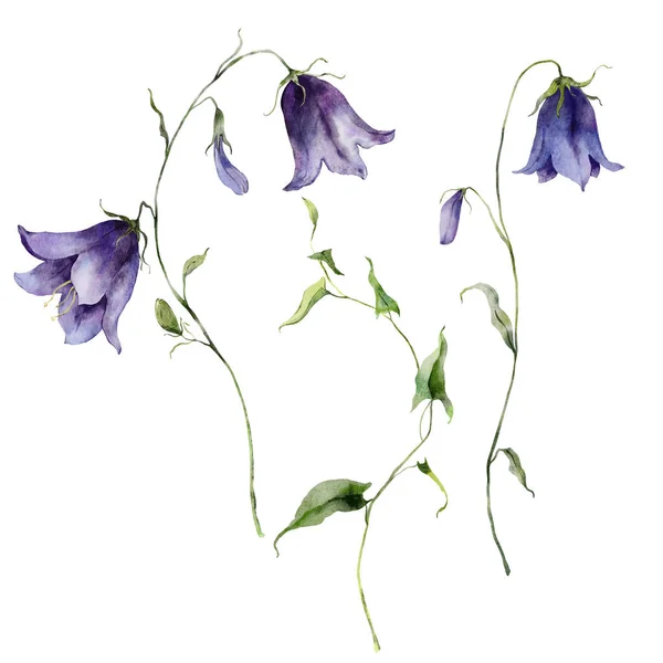 Aquarell Wiesenblumen Mit Glockenblumen Und Blättern Handgemalte Florale Elemente Von — Stockfoto