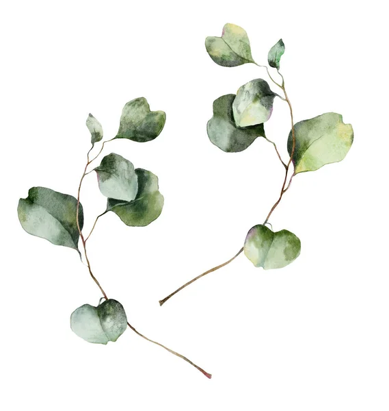 Akvarell Blommig Uppsättning Eukalyptus Grenar Med Blad Och Frön Handmålade — Stockfoto