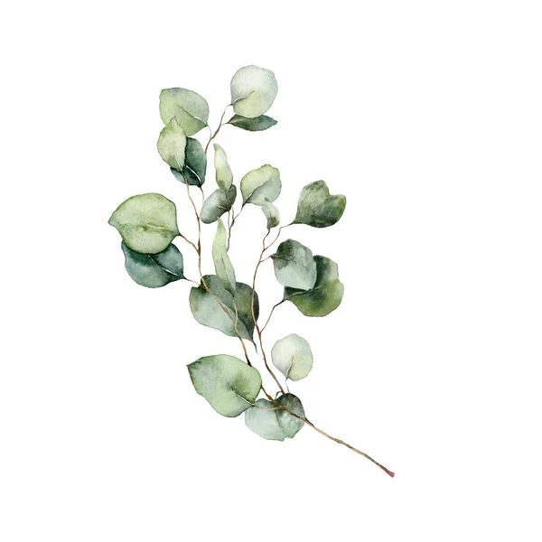 Carte Florale Aquarelle Branches Eucalyptus Avec Feuilles Graines Affiche Peinte — Photo