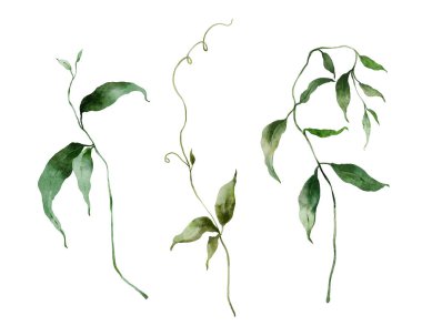 Suluboya çiçek seti yabani otlar. Beyaz arka planda izole edilmiş elle boyanmış bitkiler. Tasarım, baskı, kumaş veya arkaplan için açık hava illüstrasyonu