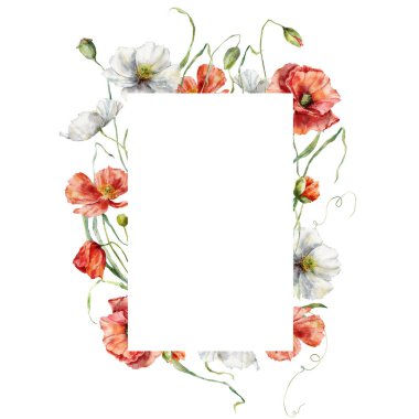 Beyaz ve kırmızı gelinciklerden oluşan suluboya çayır çiçekleri. Beyaz arka planda elde boyanmış çiçek çizimi. Tasarım, baskı, kumaş veya arkaplan için