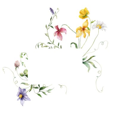 Çiçeklerin suluboya çerçevesi, papatyalar, çiçek çiçekleri, lavanta ve yoncalar. Beyaz arka planda izole edilmiş elle boyanmış bir resim. Tasarım, baskı, kumaş veya arkaplan için