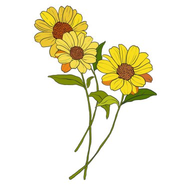 Sarı gerbera buketi ve yeşillik. Beyaz arka planda elde boyanmış çiçek çizimi. Tasarım, baskı, kumaş veya arkaplan için