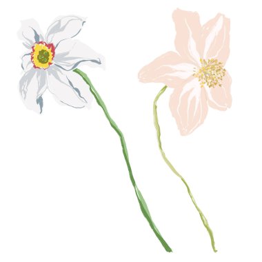 Soyut şakayık ve narsisli suluboya çiçek takımı. Beyaz arka planda yaban çiçeklerinin elle boyanmış çiçekleri. Tasarım, baskı, kumaş veya arkaplan için Tatil Resimleri