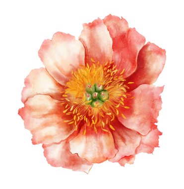 Soyut şakayık çiçeği suluboya. Beyaz arka planda izole edilmiş pembe kır çiçeğinin el boyaması elementi. Tasarım, baskı, kumaş veya arkaplan için Tatil Resimleri