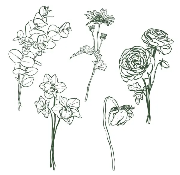 Wektor Liniowy Zestaw Kwiatów Eukaliptusa Helenium Narcyz Ranunkulus Róża Ręcznie — Wektor stockowy