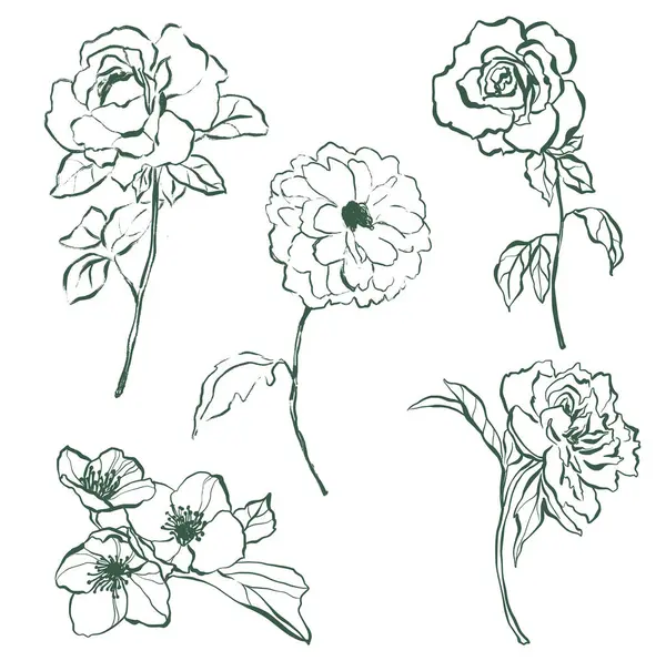 เวกเตอร ดดอกไม งเส นของ Ranunculus หลาบ โอน และมะล องค ประกอบดอกไม — ภาพเวกเตอร์สต็อก