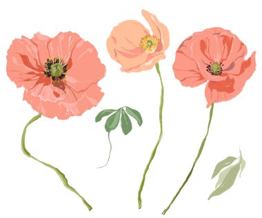 Suluboya pembe ve kırmızı gelinciklerden oluşan bir çiçek seti. Beyaz arka planda yaban çiçeklerinin elle boyanmış çiçekleri. Tasarım, baskı, kumaş veya arkaplan için Tatil Resimleri