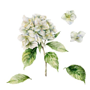 Suluboya çayır çiçekleri, beyaz ortanca ve yapraklar. El yapımı kır çiçekleri beyaz arka planda izole edilmiş. Tasarım, baskı, kumaş ve arkaplan için Tatil Çiçeği İllüstrasyonu