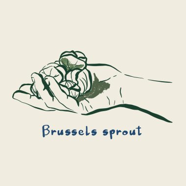 Brüksel lahanalarının vektör sebze çizimi ellerinizde filizlenir. El yapımı bahçe hasat skeci. Organik çiftlik grafikleri. Tasarım için lezzetli yiyecekler, sebze pazarı baskısı, kumaş, arkaplan