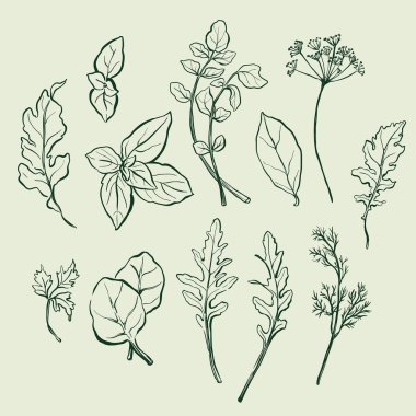 Roka, dereotu, fesleğen, su teresi, defne yaprağı ve ıspanağın vektör sebze çizimi. Elle çizilmiş hasat skeci. Tasarım için lezzetli yiyecekler, sebze pazarı baskısı, kumaş veya arka plan