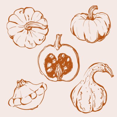 Balkabağının vektör sebze çizimi. El yapımı bahçe hasat skeci. Organik çiftlik grafikleri. Tasarım için lezzetli yiyecekler, sebze pazarı baskısı, kumaş veya arka plan