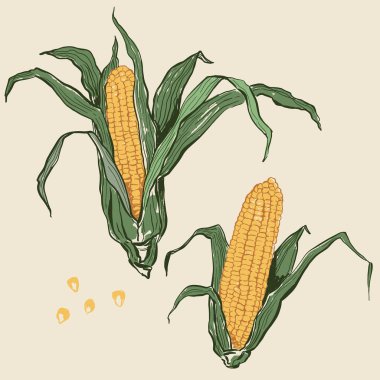 Vector vegetable doodle set of corn. Hand-drawn garden harvest. Organic farm graphics. Tasty food for design, veggie market drawing print, fabric or background