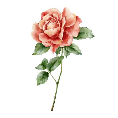 Saplı ve yeşil yapraklı pembe bir gülün elle boyanmış suluboya resmi. Zarif botanik çiçeği düğün tasarımları, davetiyeler, baskılar ve romantik projeler için mükemmeldir.