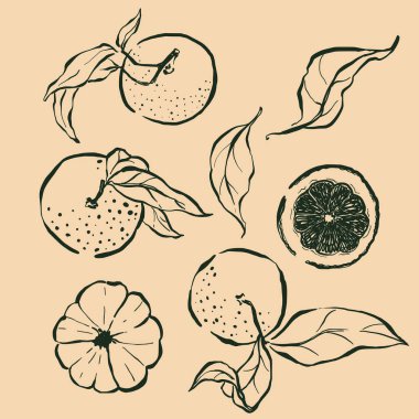 Portakal ve yaprakların vektör meyve çizimi. El yapımı bahçe hasat skeci. Organik çiftlik grafikleri. Tasarım için lezzetli yiyecekler, sebze pazarı baskısı, kumaş veya arka plan