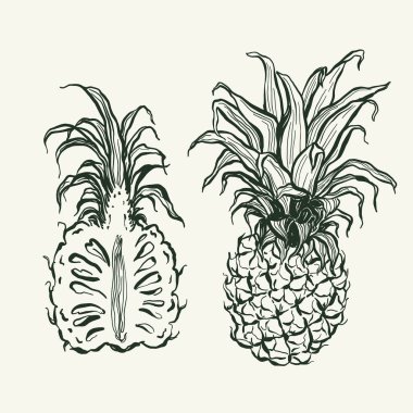 Ananasın vektör meyve çizimi. El yapımı bahçe hasat skeci. Organik çiftlik grafikleri. Tasarım için lezzetli yiyecekler, sebze pazarı baskısı, kumaş veya arka plan