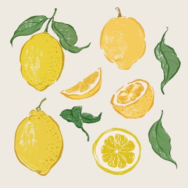 Sulu limon ve yeşil yaprakların vektör meyve çizimi. El yapımı bahçe hasat skeci. Organik çiftlik grafikleri. Tasarım için lezzetli yiyecekler, sebze pazarı baskısı, kumaş veya arka plan