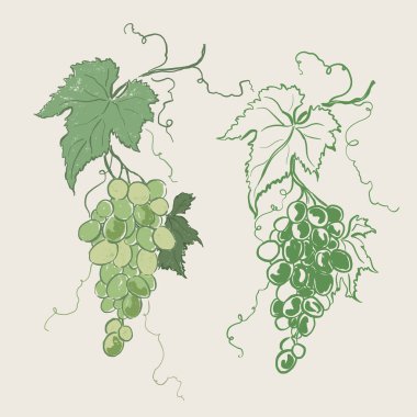 Sulu yeşil üzüm ve yaprakların vektör meyve çizimi. El yapımı bahçe hasat skeci. Organik çiftlik grafikleri. Tasarım için lezzetli yiyecekler, sebze pazarı baskısı, kumaş veya arka plan