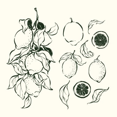 Limon ve yaprakların vektör doğrusal meyve çizimi. El yapımı bahçe hasat skeci. Organik çiftlik grafikleri. Tasarım için lezzetli yiyecekler, sebze pazarı baskısı, kumaş veya arka plan