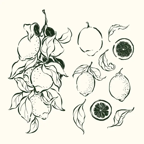 Limon ve yaprakların vektör doğrusal meyve çizimi. El yapımı bahçe hasat skeci. Organik çiftlik grafikleri. Tasarım için lezzetli yiyecekler, sebze pazarı baskısı, kumaş veya arka plan