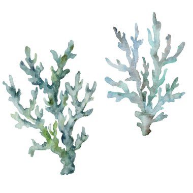 Suluboya mercan dalı seti. Beyaz arka planda izole edilmiş su altı bitki çizimi. Tasarım, baskılar, kumaş veya arkaplan için