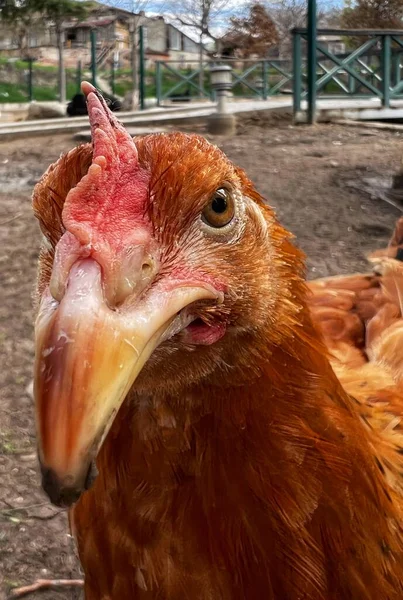 Gyömbér Csirke Pajta Hátsó Udvarán — Stock Fotó