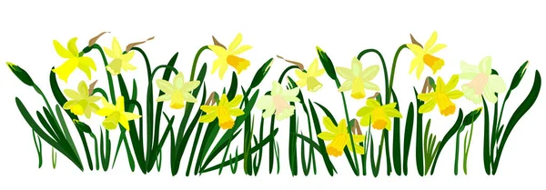 ダフォディルスと孤立イースターの花のバナー ダフォディルスと草と黄色の花のバナー デザインカード バナー リーフレット ポスターなどのための白の休日の装飾要素 — ストックベクタ