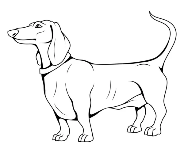 Dachshund Vector Illustratie Van Een Schets Hond Jachthond — Stockvector