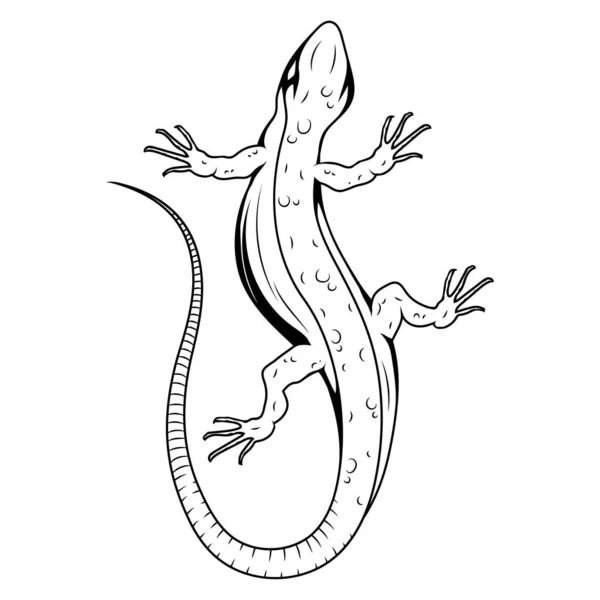 Kadal Vektor Ilustrasi Dari Sketsa Reptil Kecil Logo Gecko - Stok Vektor