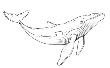 Blue whale. Vector illustration of a sketch largest sea animal. Marine mammal. Endangered sea species clipart