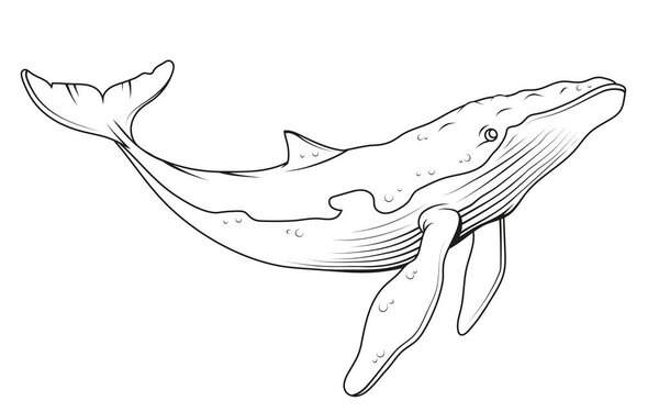 Blue whale. Vector illustration of a sketch largest sea animal. Marine mammal. Endangered sea species