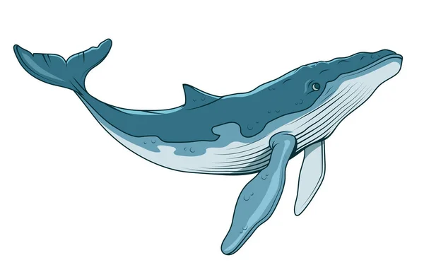 Blue Whale Vector Illustration Largest Sea Animal Marine Mammal Endangered — Stock Vector