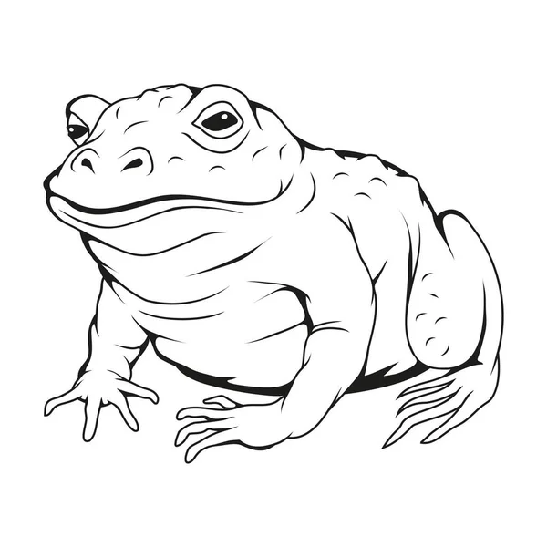 Rana Verde Ilustración Vectorial Retrato Reptil Anfibio Animal Salvaje — Vector de stock