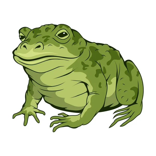 Green Frog Vector Illustration Amphibian Reptile Wild Animal — Stock Vector